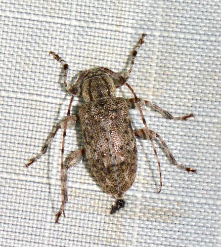Six-speckled Long-horned Beetle - photo 6