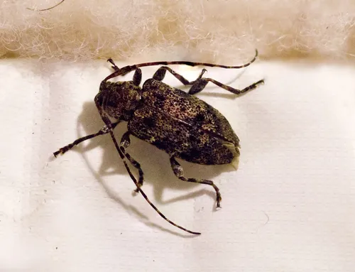 Six-speckled Long-horned Beetle - photo 7