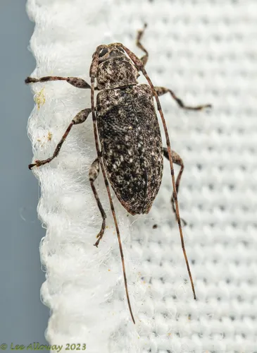 Six-speckled Long-horned Beetle - photo 8
