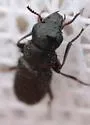 Asydates grandiceps - photo 2