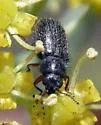 Asydates grandiceps - photo 3