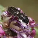 Asydates grandiceps - photo 4