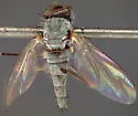 Asyndetus ammophilus - photo 2