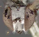 Asyndetus ammophilus - photo 3