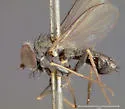 Asyndetus appendiculatus