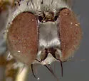 Asyndetus appendiculatus - photo 3