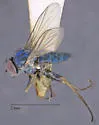 Asyndetus caudatus - photo 2