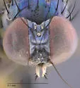 Asyndetus caudatus - photo 3