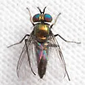 Asyndetus harbeckii