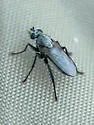 Asyndetus interruptus - photo 4
