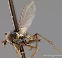 Asyndetus johnsoni