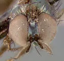Asyndetus johnsoni - photo 3