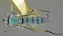 Asyndetus latus