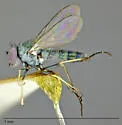 Asyndetus latus - photo 2