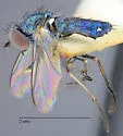 Asyndetus latus - photo 3