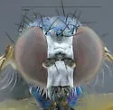 Asyndetus latus - photo 4