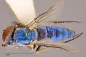 Asyndetus latus - photo 5