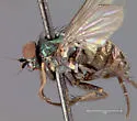 Asyndetus syntormoides