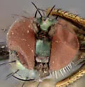 Asyndetus syntormoides - photo 3