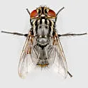 Atacta brasiliensis