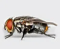 Atacta brasiliensis - photo 2