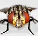 Atacta brasiliensis - photo 3