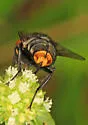 Atacta brasiliensis - photo 4