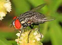 Atacta brasiliensis - photo 5