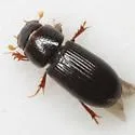Ataeniopsis figurator
