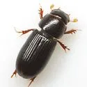 Ataeniopsis figurator - photo 2