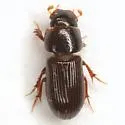 Ataeniopsis figurator - photo 3