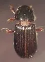 Ataeniopsis figurator - photo 4