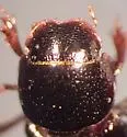 Ataeniopsis figurator - photo 5