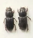 Ataenius abditus