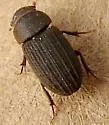 Ataenius alternatus