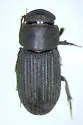 Ataenius alternatus - photo 2