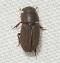 Ataenius alternatus - photo 3