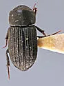 Ataenius alternatus - photo 4