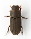 Ataenius alternatus - photo 5