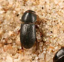 Ataenius carinator