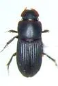 Ataenius carinator - photo 2