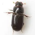 Slender Dung Beetle