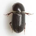 Slender Dung Beetle - photo 2