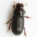 Slender Dung Beetle - photo 3