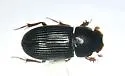 Slender Dung Beetle - photo 4