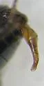 Slender Dung Beetle - photo 5