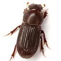 Ataenius confertus