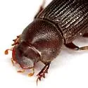 Ataenius confertus - photo 2