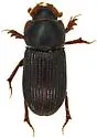 Ataenius confertus - photo 3