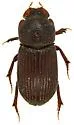 Ataenius confertus - photo 5